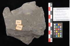 Foto (Objekt + Etikett) von Thinnfeldia lunzensis Ettingshausen (NHMW-GEO-2024-0188-10588)